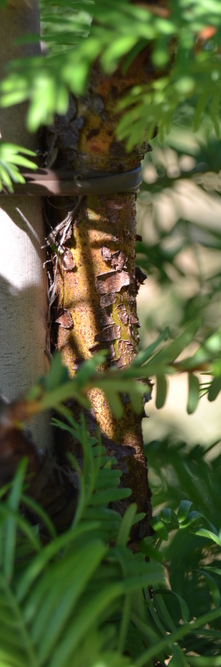 METASEQUOIA glyptostroboides <br />