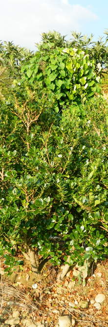 OSMANTHUS heterophyllus Rotundifolia<br />