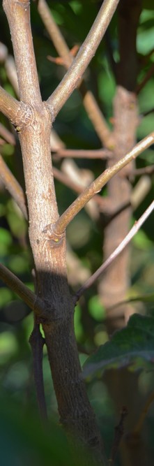 OSMANTHUS serrulatus <br />