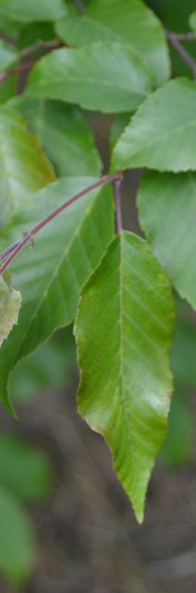 OSTRYA japonica <br />