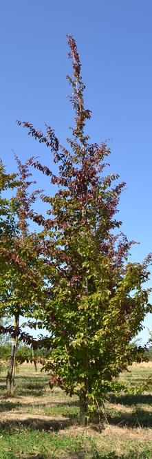 PARROTIA persica Bella<br />