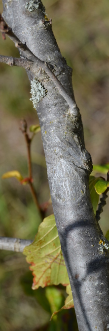 PARROTIA persica Pendula<br />