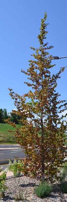 PARROTIA persica Vanessa<br />