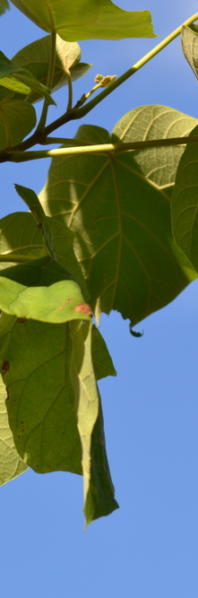 PAULOWNIA tomentosa <br />