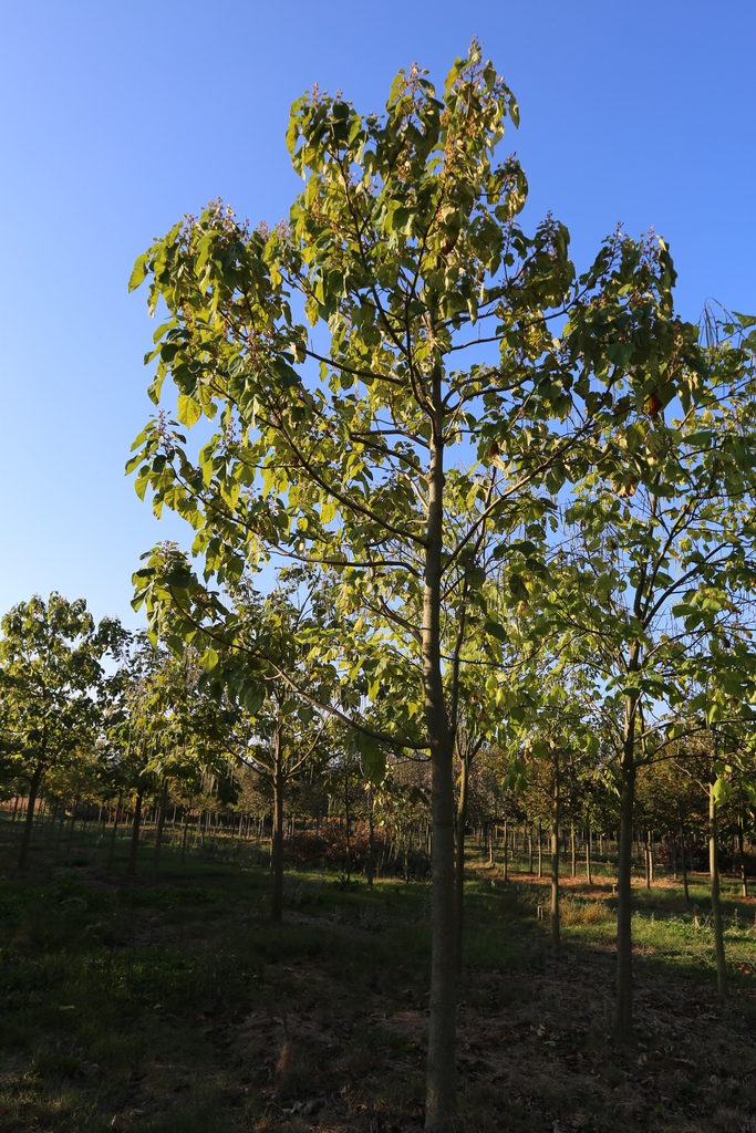 pousse en jusqu'à 4 m Blauglockenbaum Paulownia Tomentosa 50 cm T Feuilles 