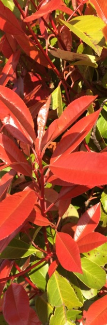 PHOTINIA x fraseri Red robin<br />