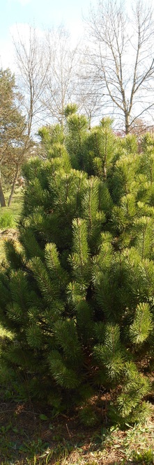 PINUS mugo Pumilio<br />