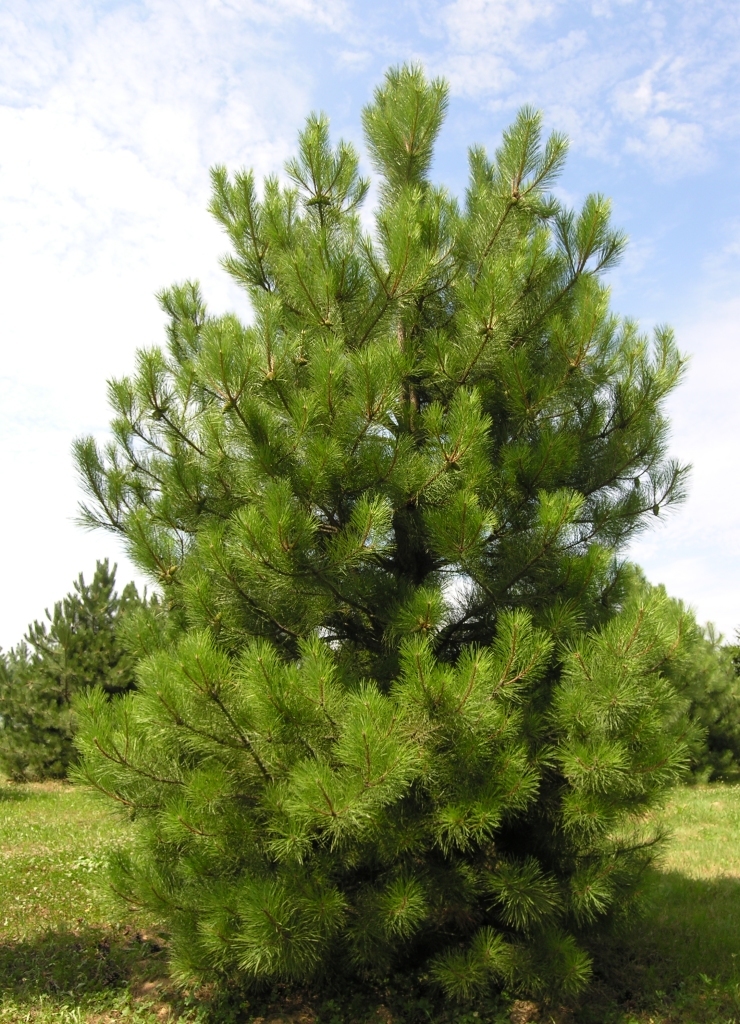 Pinus Nigra Laricio - Guillot Bourne