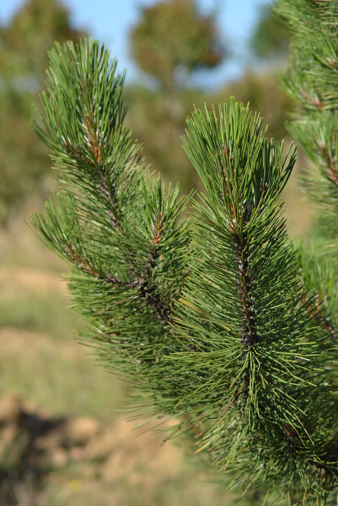 Pinus Nigra Laricio - Guillot Bourne