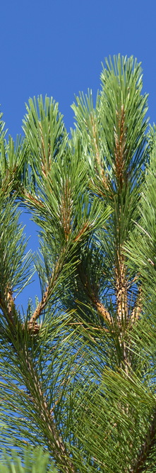 PINUS nigra Laricio<br />