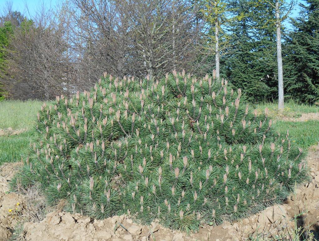 Pinus Nigra Pierrick-bregeon - Guillot Bourne