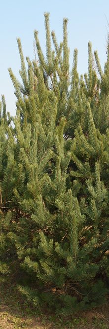 PINUS sylvestris Norska<br />