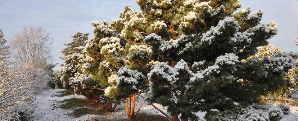 Pinus Sylvestris Watereri Nana Guillot Bourne