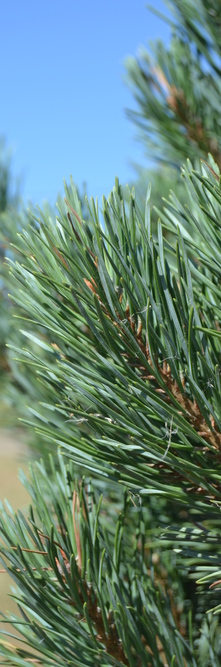 PINUS sylvestris Watereri nana<br />