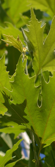 PLATANUS orientalis Cuneata<br />