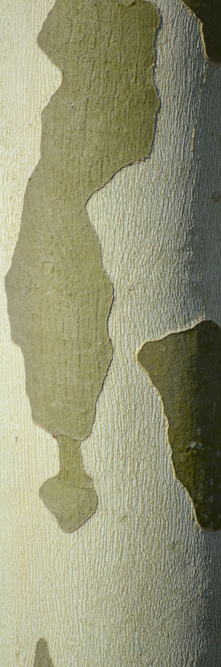 PLATANUS x hispanica <br />