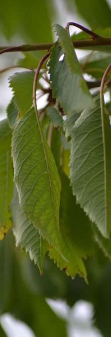 PRUNUS avium Plena<br />