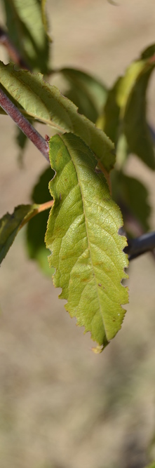 PRUNUS serrula <br />