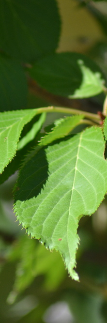 PRUNUS serrulata Hokusai<br />