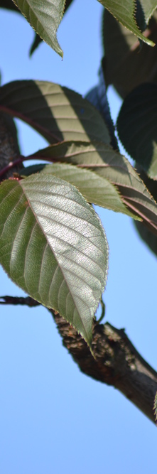 PRUNUS serrulata Royal burgundy<br />