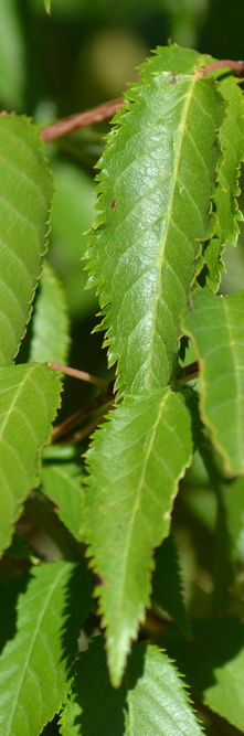 PRUNUS subhirtella Autumnalis<br />