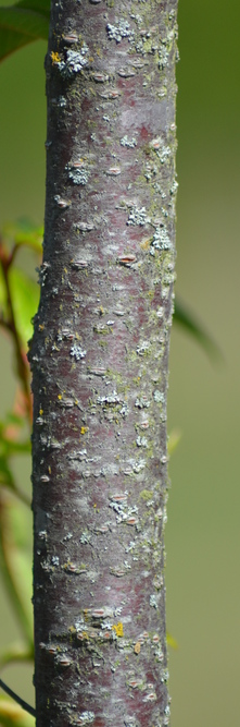 PRUNUS subhirtella Fukubana<br />