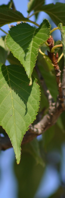 PRUNUS serrulata Sunset Boulevard<br />