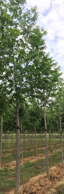 PTEROCARYA stenoptera <br />