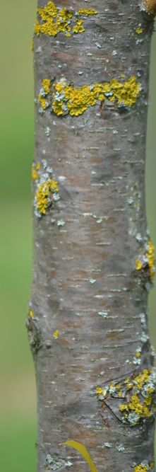 PYRUS calleryana Chanticleer<br />