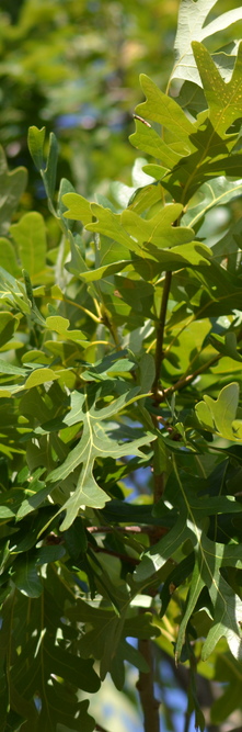 QUERCUS alba Longigemma<br />