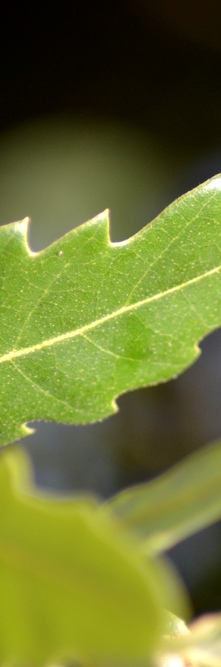 QUERCUS bivoniana <br />