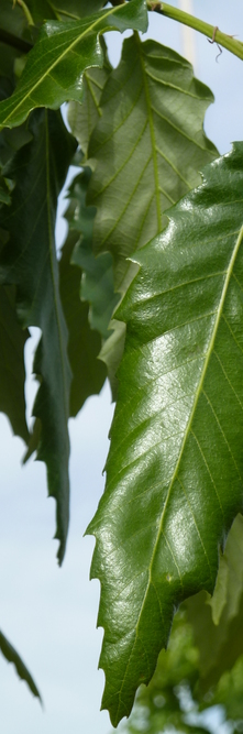 QUERCUS castaneifolia Green Spire<br />