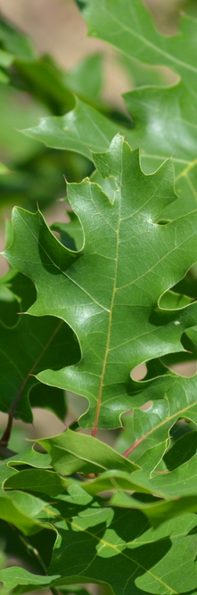 QUERCUS coccinea <br />