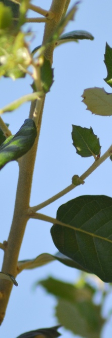 QUERCUS ilex <br />