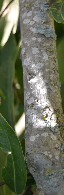 QUERCUS myrsinifolia <br />