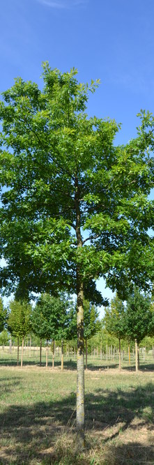 QUERCUS nuttallii <br />