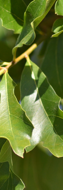 QUERCUS pagodifolia <br />