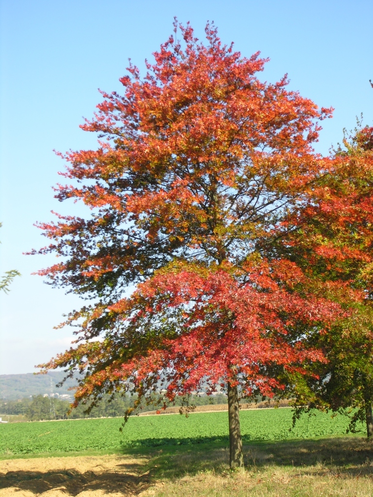 feuille de Quercus palustris