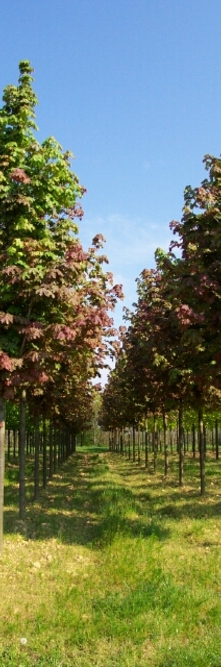 ACER platanoides Deborah<br />