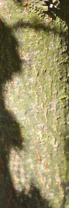 QUERCUS pubescens <br />