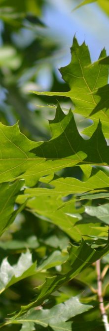 QUERCUS rubra <br />