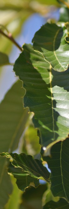 QUERCUS variabilis <br />