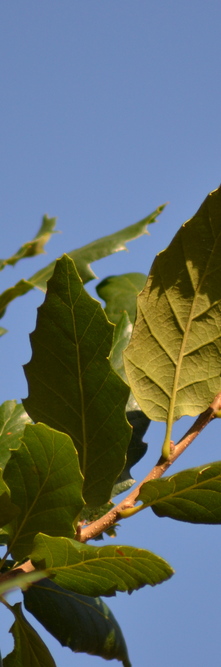 QUERCUS x hispanica Wageningen<br />