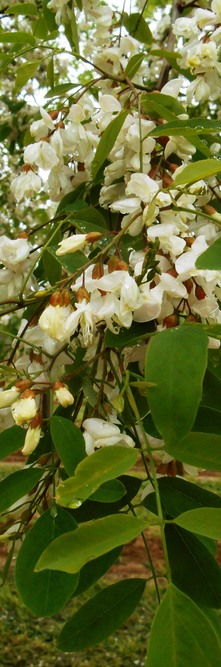 ROBINIA pseudoacacia Sandraudiga<br />