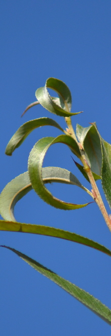 SALIX alba Liempde<br />