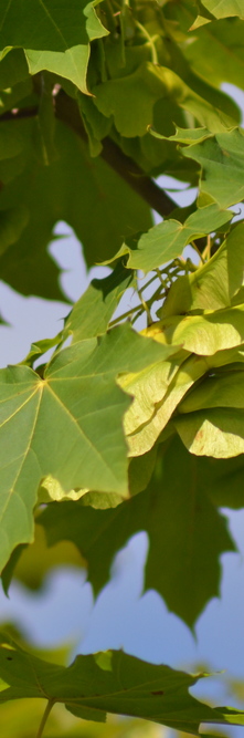 ACER platanoides Emerald queen<br />