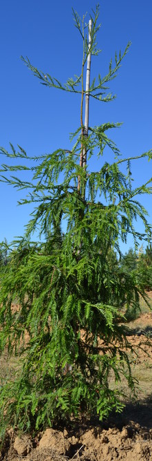 SEQUOIA sempervirens <br />