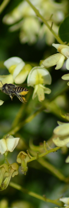 STYPHNOLOBIUM/SOPHORA japonicum Pendula<br />