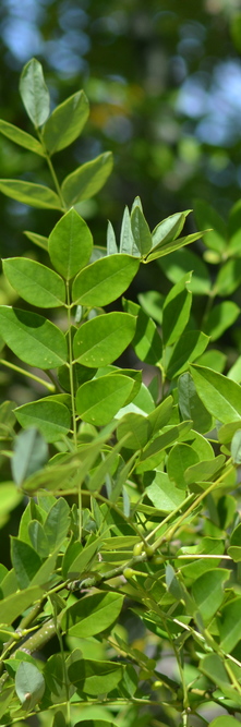 STYPHNOLOBIUM/SOPHORA japonicum Regent<br />