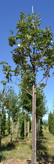 SORBUS aria Magnifica<br />